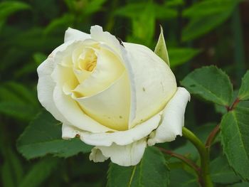 Close-up of white rose