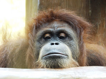 Close-up of monkey looking away in zoo