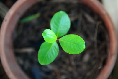 Close-up of plant growing outdoors