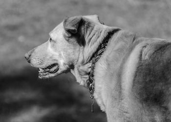 Side-view of dog outdoors