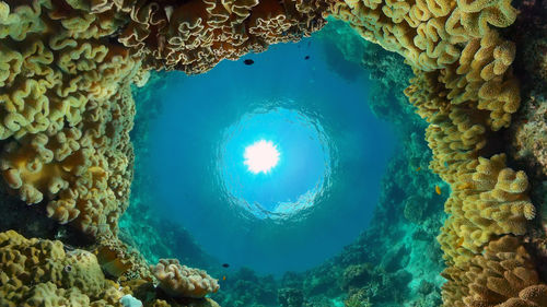 Directly below shot of coral in sea