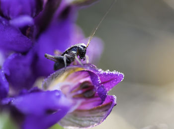 Close-up of insect on purple flower