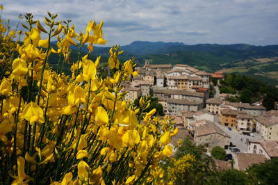 Yellow flowering plants by buildings in city against sky