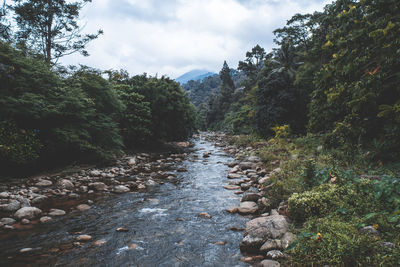 Scenic view of river amidst trees against sky