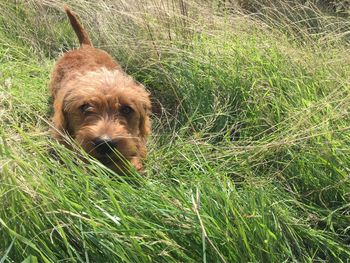 Portrait of dog on field