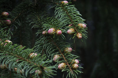Close-up of pine cone on tree