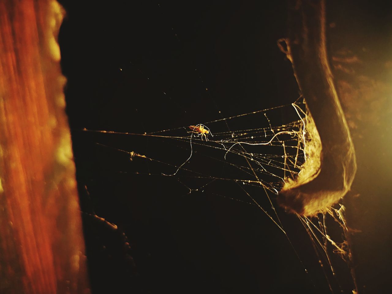 CLOSE-UP OF SPIDER AND WEB AGAINST BLURRED BACKGROUND