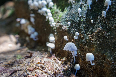 Close-up of mushrooms growing on land