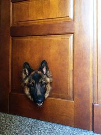 Portrait of dog in door