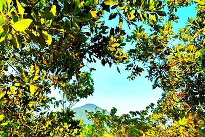 Low angle view of tree against sky