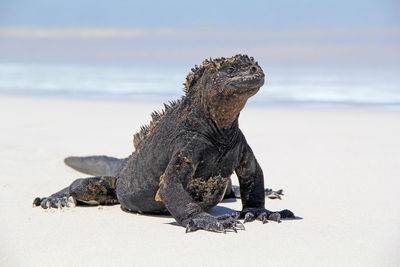 A truly incredible animal, a galapagos marine iguana on a white beach