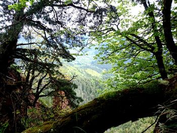 Low angle view of trees in forest