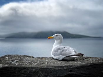 Seagull on rock