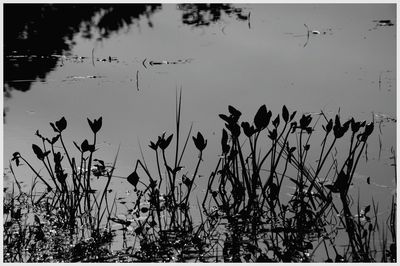 Close-up of plants against lake