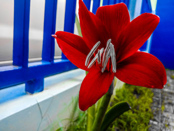 Close-up of red flower