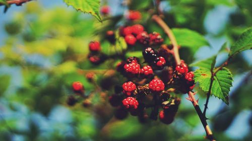 Close-up of red berries growing on tree