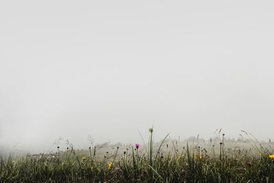 Scenic view of grassy field against clear sky