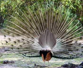 Close-up of a bird flying