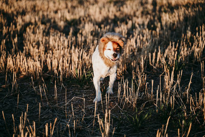 Portrait of dog running in grass