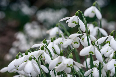 Close-up of white flowering plant