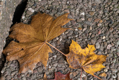 Close-up of dry maple leaf on pebbles