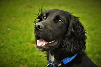 Black spaniel dog