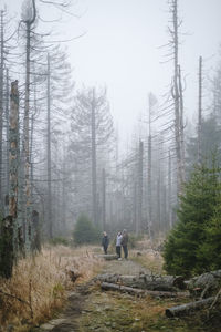 Rear view of people walking on road amidst trees in forest