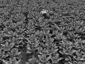 Close-up of plants growing on field