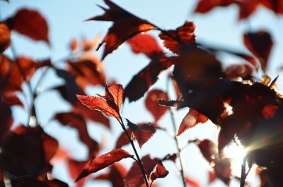 Close-up of leaves on tree branch