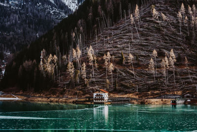 Scenic view of lake in forest