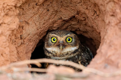 Close-up of a burrowing owl in its clay nest on the ground, facing to camera