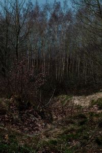 Bare trees against sky