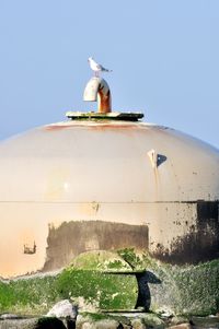 Seagull on statue against clear sky