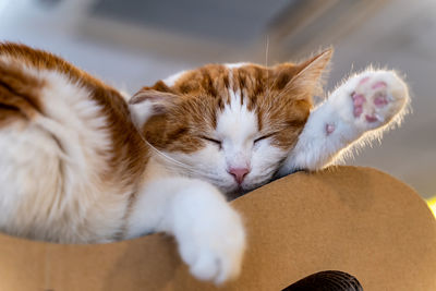 Close-up of cat sleeping at home