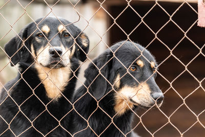 View of dog looking through chainlink fence