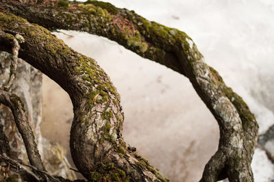 Close-up of moss on tree trunk