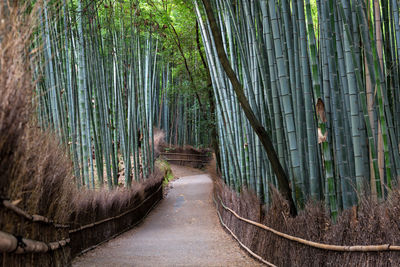 Bamboo trees in forest, arashiyama, japan