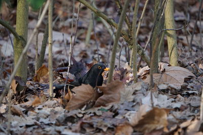 Dry leaves on a land with bird