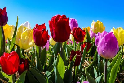 Close-up of red tulips in field