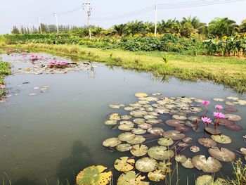 Lotus water lily in pond