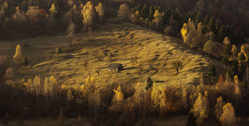 View of a forest