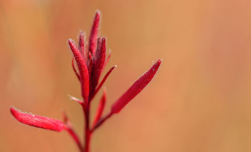 Close-up of red flowering plant