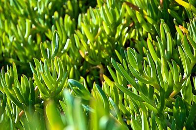 Close-up of fresh green plant