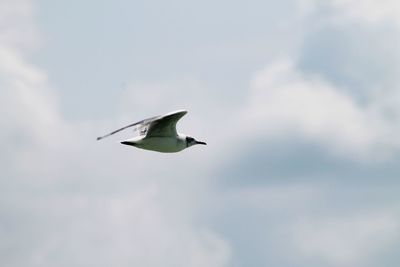 Low angle view of bird flying against sky