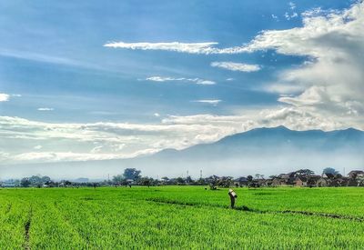 Scenic view of agricultural field against sky