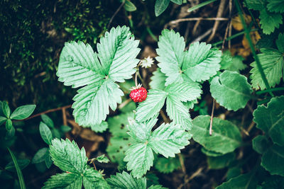 Close-up of strawberry growing on plant