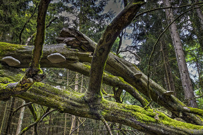 Trees in forest