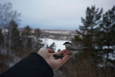 Man holding a bird on a hand