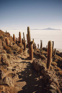 Cactus field over incahuasi island in uyuni