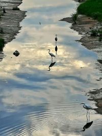 Seagulls flying over lake